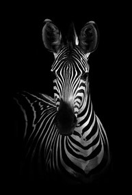 Fotografie The Zebra, WildPhotoArt