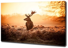 Tablouri tipărite pe pânză Sunrise deer