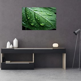 Tablou - Detaliu de frunze după ploaie (90x60 cm)