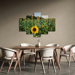 Tablou - Câmpul de floarea-soarelui II. (150x105 cm)