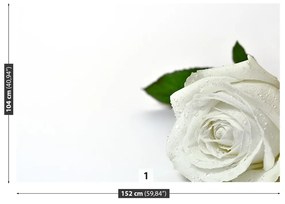 Fototapet Trandafir alb