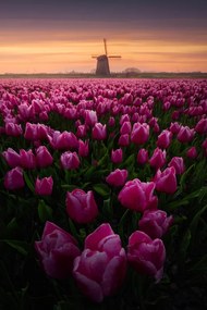 Fotografie Tulip Mania, SANDEEP MATHUR