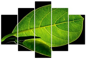 Tablou - frunză verde (150x105 cm)