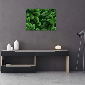 Tablou - Ramuri de conifere (70x50 cm)