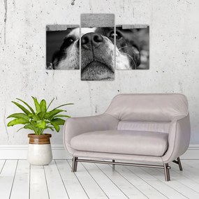 Tablou cu câine (90x60 cm)