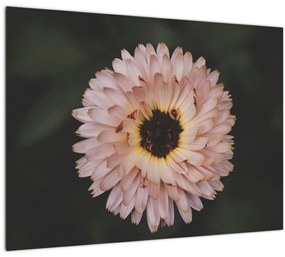 Tablou pe sticlă cu floare portocalie (70x50 cm)