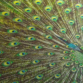 Tablou - Peacock (70x50 cm)