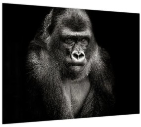 Tablou - Gorila (70x50 cm)