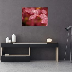 Tablou pe sticlă - Imagine macro a biletului (70x50 cm)