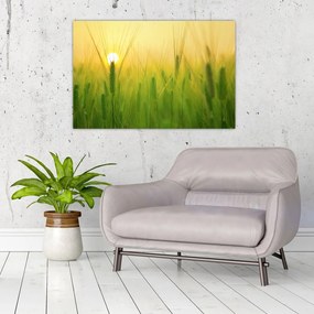 Tablou - Câmp cu cereale (90x60 cm)