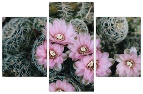Tablou floare de cactus (90x60 cm)