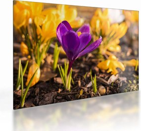 Tablou pe sticlă cu floare violetă (70x50 cm)