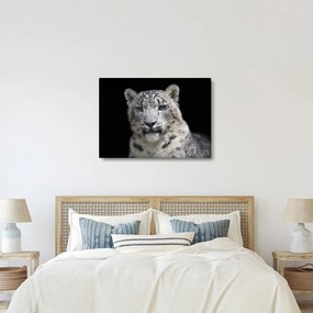 Tablou - Snow Leopard (70x50 cm)
