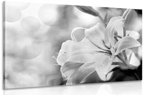 Tablou flori de crin pe fundalul abstract în design alb-negru