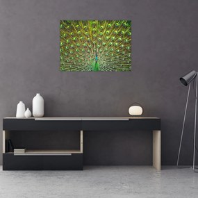 Tablou pe sticlă - Peacock (70x50 cm)