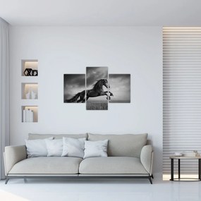 Tablou - Cal alb și negru (90x60 cm)