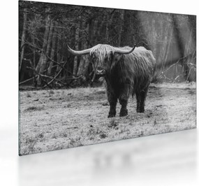 Tablou pe sticlă - Vacă scoțiană (70x50 cm)