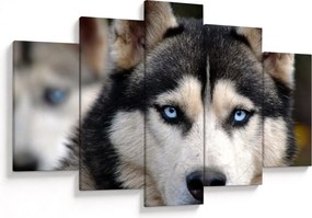 Tablou cu câinele husky (150x105 cm)