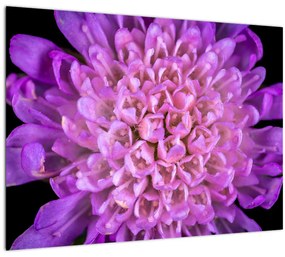 Tablou detailat cu floare (70x50 cm)