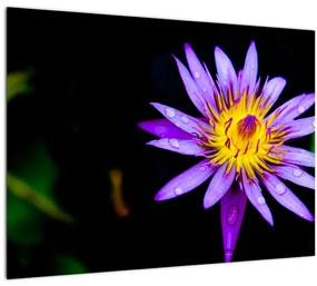Tablou cu floare (70x50 cm)