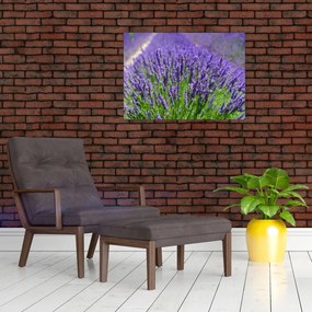 Tablou pe sticlă - lavanda (70x50 cm)