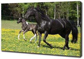 Imprimare tablou canvas Mare cu mânz