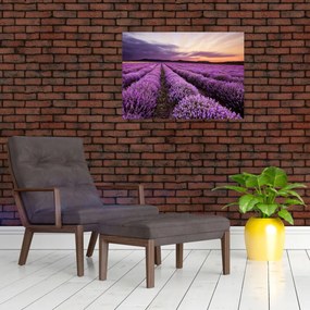 Tablou - Câmp de lavandă la apus de soare (70x50 cm)