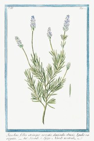 Reproducere French Lavender, Giorgio Bonelli