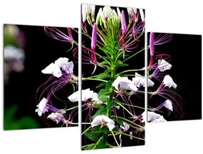 Tablou cu floare (90x60 cm)