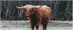 Tablou - Vacă scoțiană 2 (120x50 cm)
