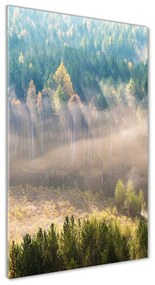 Tablou pe acril Ceață peste pădure