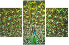 Tablou - Peacock (90x60 cm)