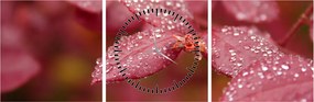Tablou - Imagine macro a biletului (cu ceas) (90x30 cm)