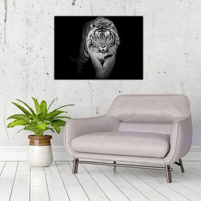 Tablou - Tigru cu ochi albaștri (70x50 cm)