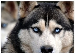 Tablou cu câinele husky (70x50 cm)