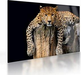 Tablou pe sticlă - Ghepard (70x50 cm)