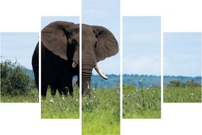 Tablou cu elefant (150x105 cm)