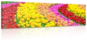 Tablou lalele multicolore