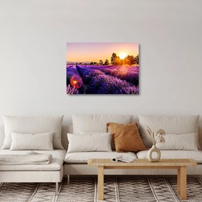 Tablou pe sticlă cu câmp de lavanda (70x50 cm)