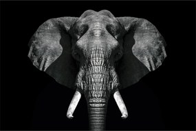 Tablou - Elefant pe fundal negru (90x60 cm)