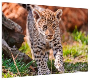 Tablou cu gepard mic (70x50 cm), în 40 de alte dimensiuni noi