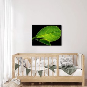 Tablou - frunză verde (70x50 cm)
