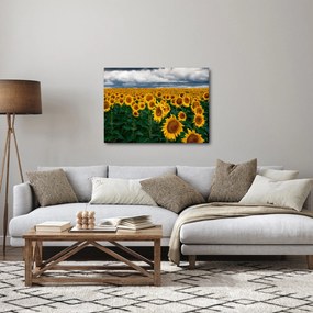 Tablou câmpului de floarea soarelui (70x50 cm)