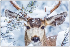 Tablou - Cerbul catâr (90x60 cm)