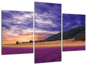 Tablou cu lunca cu lavandă (90x60 cm)