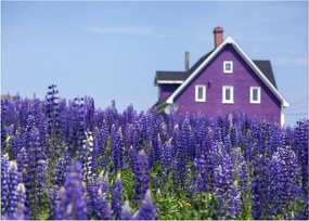 Tablou pe sticlă cu câmp de lavanda (70x50 cm)