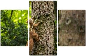 Tablou - Veverița (90x60 cm)