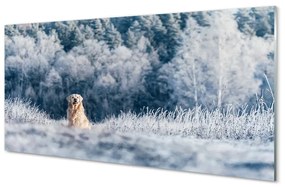 Tablouri pe sticlă Iarna câine de munte