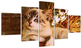 Tablou cu pisica în ghiveci (125x70 cm), în 40 de alte dimensiuni noi