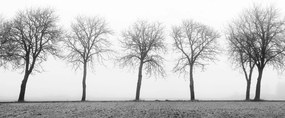 Tapet Tree Soldiers, Rebel Walls